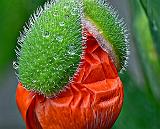 Wet Emerging Poppy Flower_P1130436-41